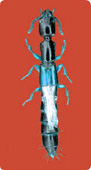 Staphylinid.jpg