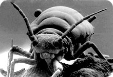 aphid_terror1.jpg