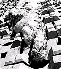 /x/images2005/china_nessie1.jpg