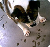 dog_drool.jpg