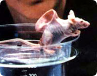 ear_mouse.jpg