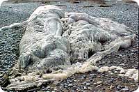 giantspecimen.jpg