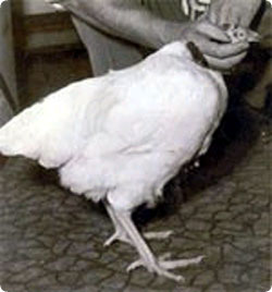 headless_bird.jpg