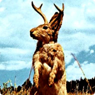 /x/images2005/jackalope_rabbit1.jpg