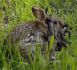 jackalope_rabbit2.jpg