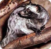 kopi_luwak.jpg