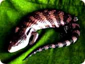 lizards.jpg