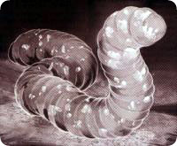 mongolian_death_worm2.jpg