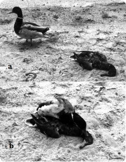 necrophilia_duck.jpg