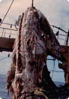 new_nessie3.jpg