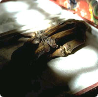 panboche_hand2.jpg