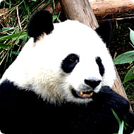 /x/images2005/panda_base.jpg