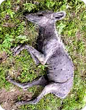 texas_chupacabra1