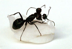 three_headed_ant3.jpg
