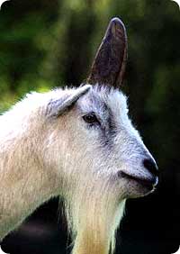 unicorn_4.jpg