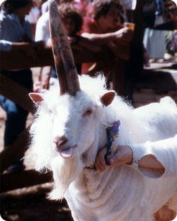 unicorn_5.jpg