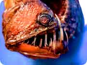 viperfish.jpg