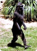 walking_monkey.jpg