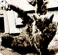 wing_cat.jpg