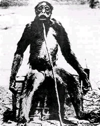 yeti_mono_grande.jpg
