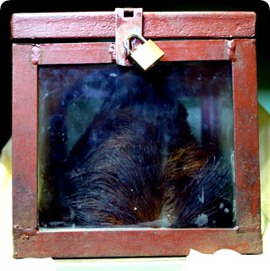 yeti_scalp.jpg
